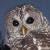 Barred Owl (Strix varia)