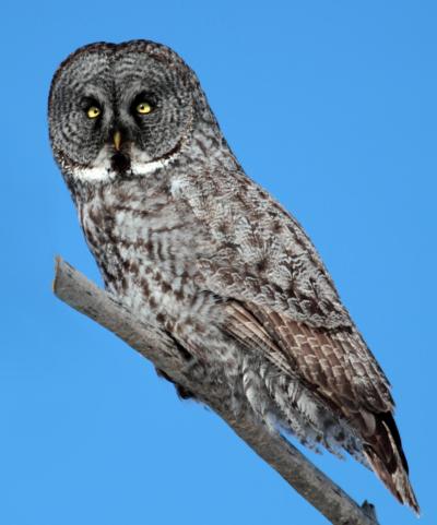 great gray owl