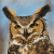 Great Horned Owl (Bubo virginianus)