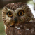 Saw-Whet Owl (Aegolius acadicus)