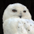 Snowy Owl (Bubo scandiacus)