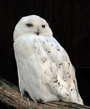 male snowy owl