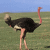 Ostrich (Struthio camelus)