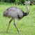 Greater Rhea (Rhea americana)