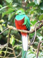 male quetzal