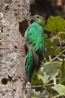 female quetzal