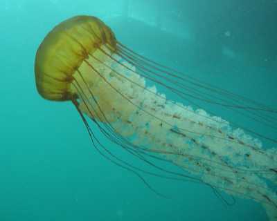 Pacific Sea Nettle