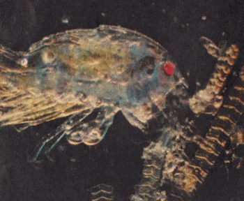 copepod eating a diatom larger than itself