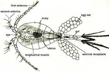 basic copepod anatomy