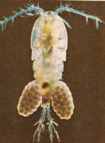 female copepod (water-flea) with two large egg-sacs