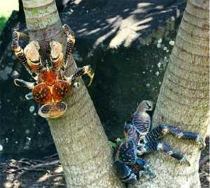 coconut crabs in tree