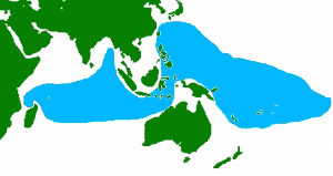 distribution of the coconut crab