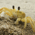 Ghost Crab (Ocypode quadrata)