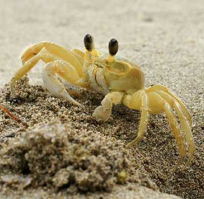 Atlantic ghost crab