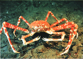 Japanese Spider Crab