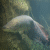 Arapaima (Arapaima gigas)