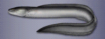 Conger Eel