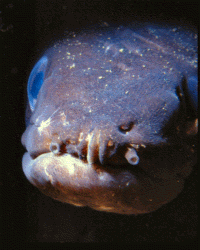 close up of Conger Eel head