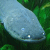 Electric Eel (Electrophorus electricus)