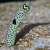 Spotted Garden Eel (Heteroconger hassi)