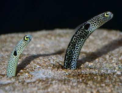 garden eels