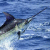 Blue Marlin (Makaira nigricans)