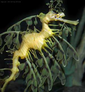 Leafy Seadragon