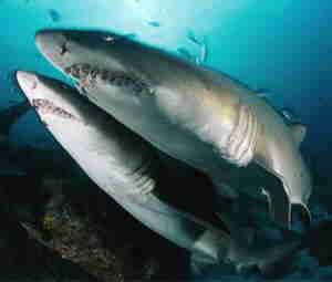 two Sand Tiger Sharks