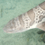 Leopard Shark (Triakis semifasciata)