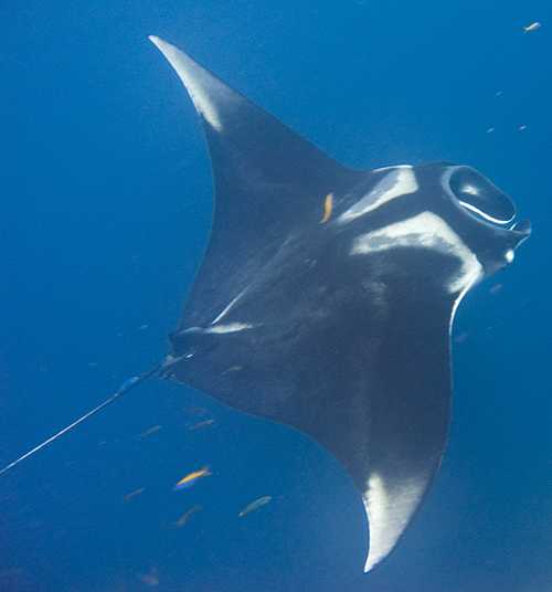 Manta Ray