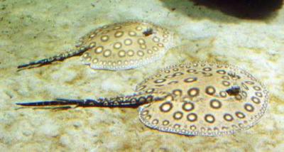 Orangespot Freshwater Stingray