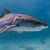 Tiger Shark (Galeocerdo cuvieri)