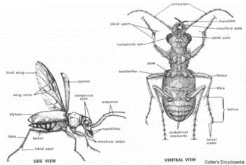 External Anatomy of a Beetle