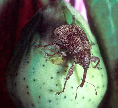 boll weevil, the tiny holes on the cotton boll are where it fed