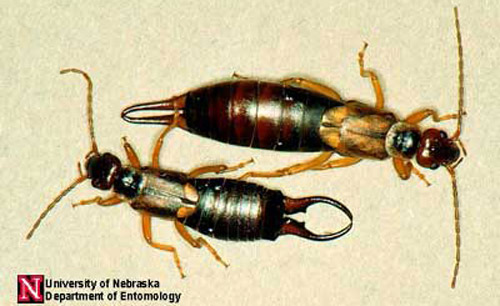 female (top) and male (bottom) earwigs