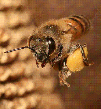 Honeybee carrying pollen