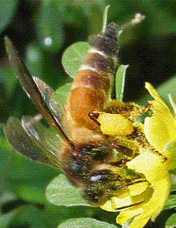 honeybee gathering pollen