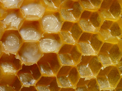 honeybee hive, showing cells with larvae and honey