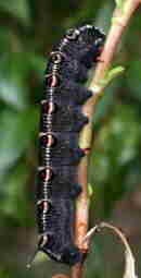 Hawk Moth Caterpillar