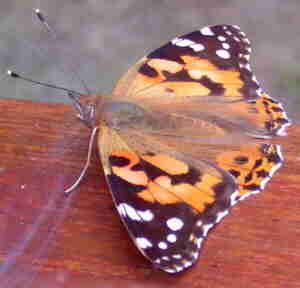 Painted Lady Butterfly