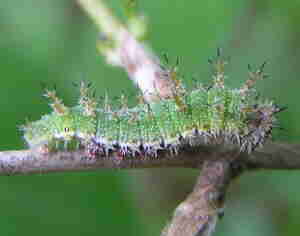 painted lady caterpillar