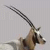 Arabian Oryx (Oryx leucoryx)