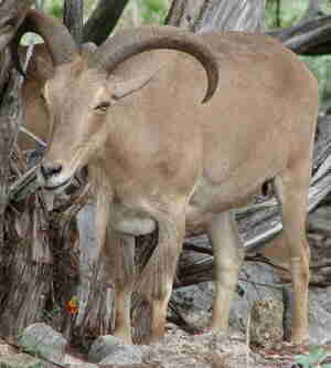 Barbary Sheep