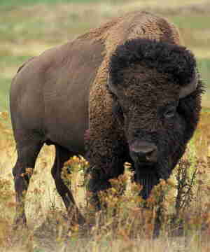 American Bison