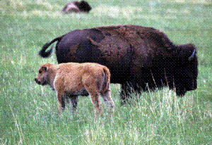 a bison cow and calf