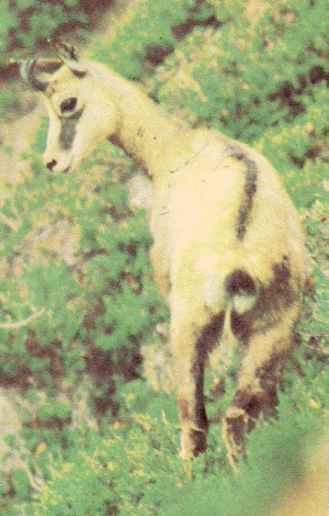 Chamois