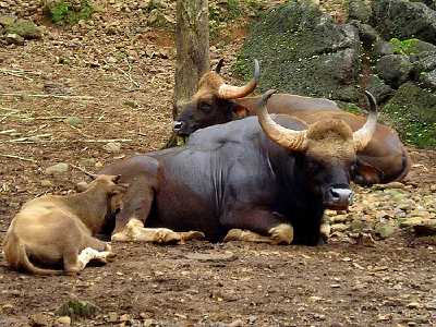 gaur