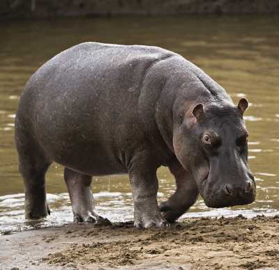 hippopotamus