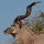 Greater Kudu (Tragelaphus strepsiceros)