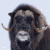 Musk Ox (Ovibus moschatus)